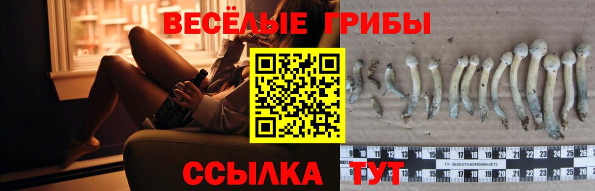 Псилоцибиновые грибы Psilocybine cubensis Сухой Лог